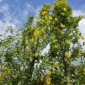 Laburnum Yellow Rocket - 1