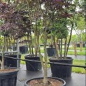 Acer palmatum 'Bloodgood' - Foto 2