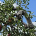 Malus domestica 'Elstar' - 1