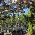 Albizia julibrissin 'Summer Chocolate' - 5