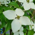 Cornus kousa 'Schmetterling' - Foto 3