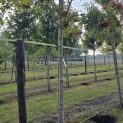 Sorbus 'Dodong' - 5