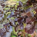 Fagus sylvatica 'Atropunicea' - 2