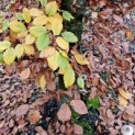 Fagus sylvatica - 2
