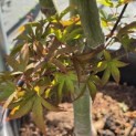 Acer palmatum 'Twombley's Red Sentinel' - Foto 3
