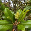 Magnolia grandiflora 'Galissonnière' - 2