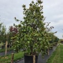 Magnolia grandiflora 'Galissonnière' - 3