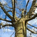 Morus alba 'Macrophylla' - Afbeelding 374 maart 2023