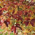 Lagerstroemia indica 'Rosea' - 2