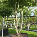 Parrotia persica - 2