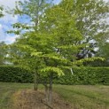 Parrotia persica 'Bella' - 2