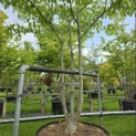 Cornus controversa - 1