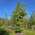 Fagus sylvatica - eind april 2024