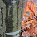 Fagus sylvatica - 2