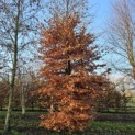 Fagus sylvatica - 1