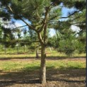 Pinus nigra 'Nigra' - Foto 3