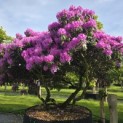 Rhododendron Roseum Elegans - 2