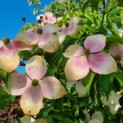 Cornus 'Norman Hadden' - Afbeelding 4