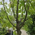 Prunus avium 'Sunburst' - 2