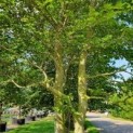 Fagus sylvatica