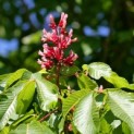 Aesculus pavia 'Atrosanguinea' - 5