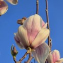 Magnolia 'Soulangeana' - 2