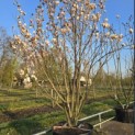 Magnolia 'Soulangeana' - 1