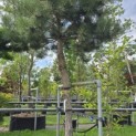 Pinus nigra subsp. Nigra - 4