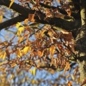 Carpinus betulus - herfst 2025
