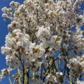 Prunus 'Sunset Boulevard' - 1