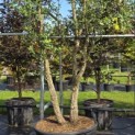 Quercus Suber - Foto 3