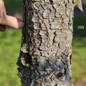 Cedrus deodara - 3