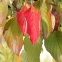 Cornus controversa - 2