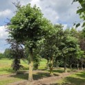 Tilia Tomentosa - 1