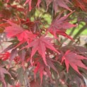Acer palmatum Masu-kagami - 3