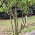 Acer carpinifolum - 5