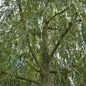 Salix x sepulcralis 'Chrysocoma' - Foto 3