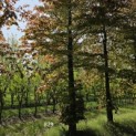 Fagus sylvatica 'Atropunicea' - 1