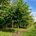 Morus alba 'Macrophylla' - dakmoerbei 374