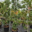 Quercus x turneri 'Pseudoturneri' - Foto 1