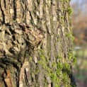 Salix Alba - 2