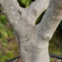 Ficus carica - Foto 1