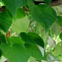 Idesia Polycarpa - Afbeelding blad