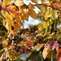 Parrotia persica - 3