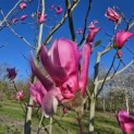 Magnolia 'Spectrum' - 5