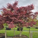 Acer palmatum 'Sumi-Nagashi' - Foto 1