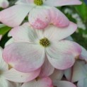 Cornus 'Stellar Pink' - Foto 1