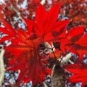 Acer palmatum 'Fireglow' - Foto 6