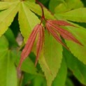 Acer palmatum 'Osakazuki - Foto 3
