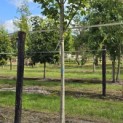 Acer platanoides 'Princeton Gold' - Foto 4